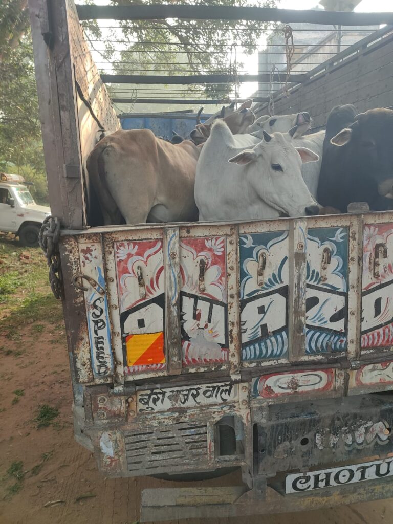 गुमला के रायडीह थाना प्रभारी कुंदन सिंह ने ट्रक पर लदे 37 पशु को किया जब्त