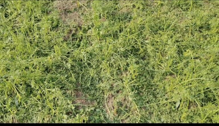 लोहरदगा जिला में बारिश और ओलावृष्टि से किसानों को भारी नुकसान