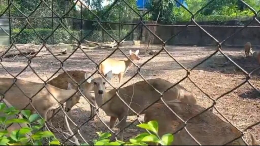 अब जानवरों को किया जा सकता है एडॉप्ट,टाटा जू की अनोखी पहल