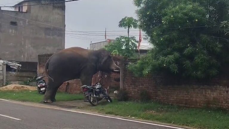 लातेहार में पहुंचा जंगली हाथी, अफरा- तफरी