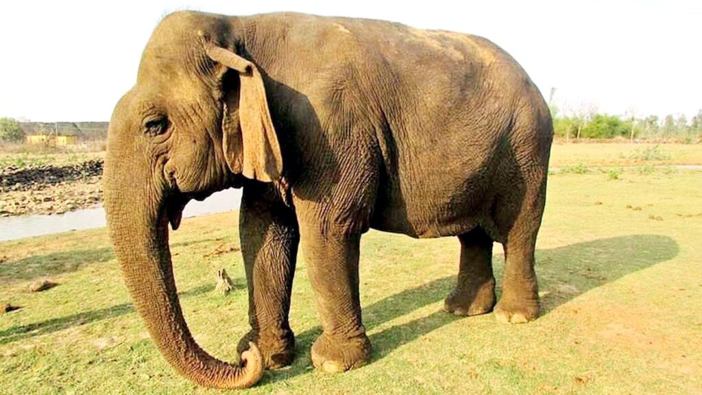 पलामू में एक करोड़ की हथिनी चोरी