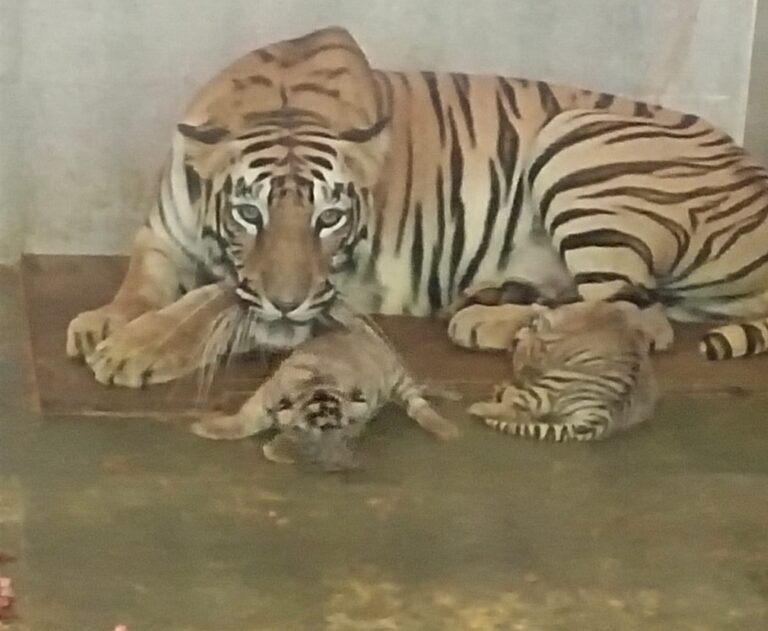 टाटा स्टील जूलॉजिकल पार्क में बाघिन मेघना ने दो शावकों को दिया जन्म