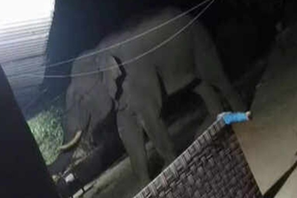 झारखंड : गोइलकेरा में हाथी ने मचाया कोहराम, तीन दिन में पांच को कुचलकर मार डाला