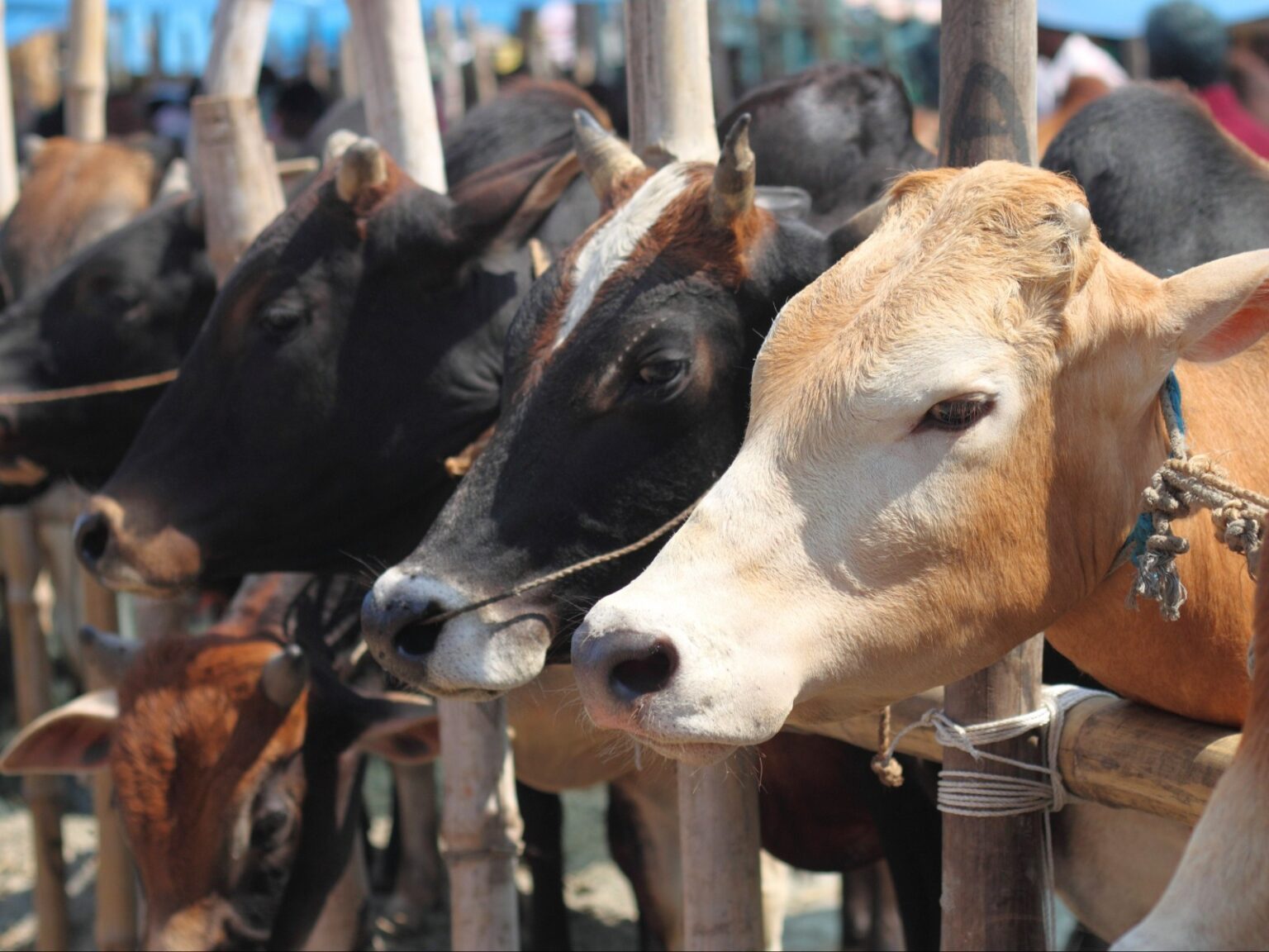 बंगाल सरकार ने सार्वजनिक जगहों पर पशु वध पर लगाया प्रतिबंध