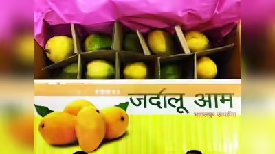 जर्दालू आम की मिठास ने बढ़ाई बिहार की शान,देश से विदेश तक बनी भागलपुर की पहचान