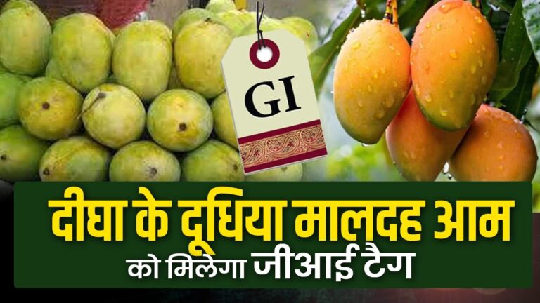 दीघा के दूधिया मालदह आम को जल्द मिल सकता है जीआई टैग, मुहिम में जुटा कृषि अनुसंधान केंद्र