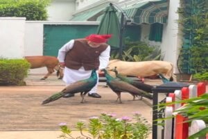 गाय को चारा और मोर को दाना खिलाते नजर आए पीएम मोदी, बोले- ‘ये मेरी दैनिक दिनचर्या’