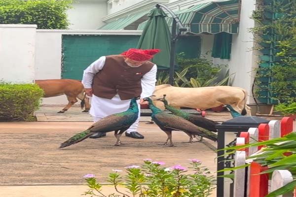 गाय को चारा और मोर को दाना खिलाते नजर आए पीएम मोदी, बोले- ‘ये मेरी दैनिक दिनचर्या’