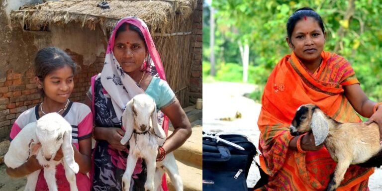 बिहार के सीमांचल में गुलाबी क्रांति, 20 हजार महिलाओं ने बकरियों से खड़ा किया 15 करोड़ का कारोबार