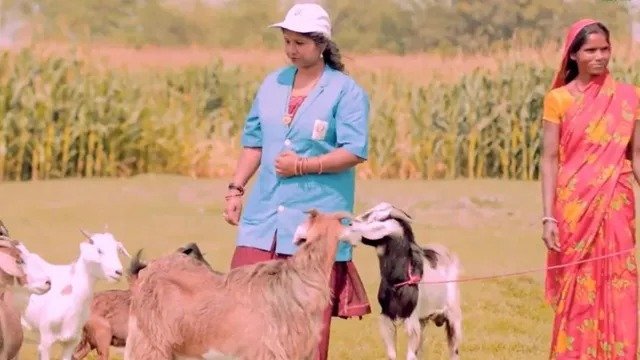 बिहार के गांवों में पशुओं की देखभाल कर रहीं 8992 डॉक्टर दीदियां